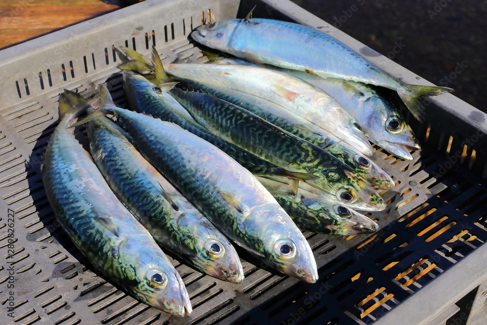 Chub mackerel, Pacific mackerel, or Pacific chub mackerel (Scomber  japonicus) raw fish just catched. Stock Photo