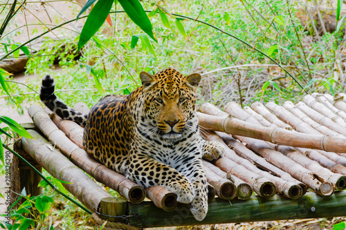 Tableau sur toile Leopard chilling