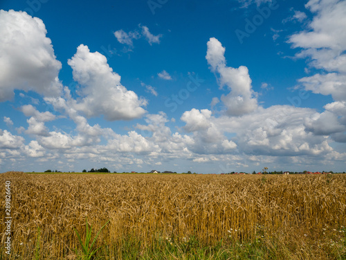 wheat field and blue sky