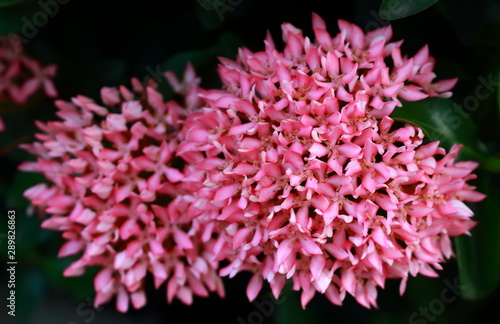 Beautiful shape of blooming pink ixora  selective focus