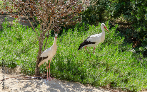 Pair of White storks  Ciconia ciconia  at zoo aviary. Israel