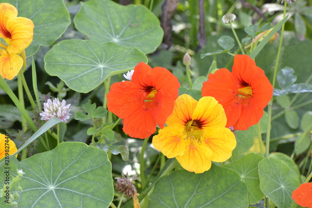 flowers in the garden flowers in the garden