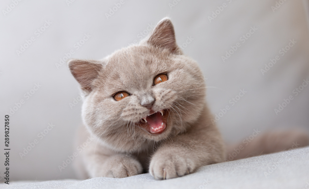 Miau, Tiger Katze faucht, miaut und schreit Stock Photo Adobe Stock