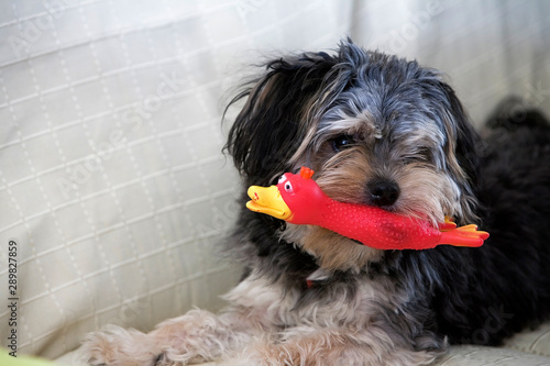 Small dog hair black biting a toy red