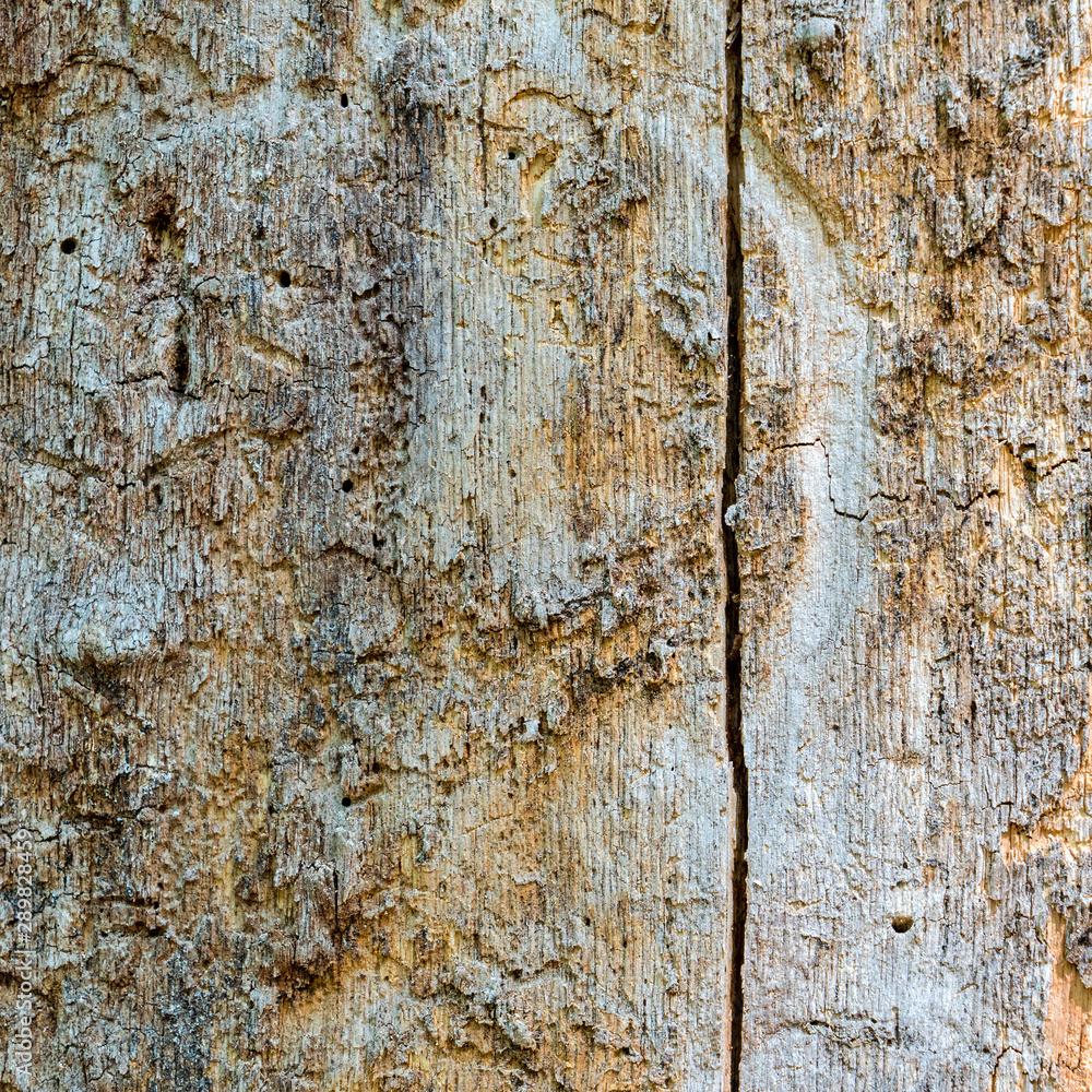 Obraz premium Dead tree bark fallen off with insect marks.