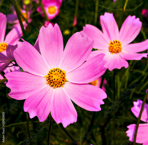 flower filed  for background