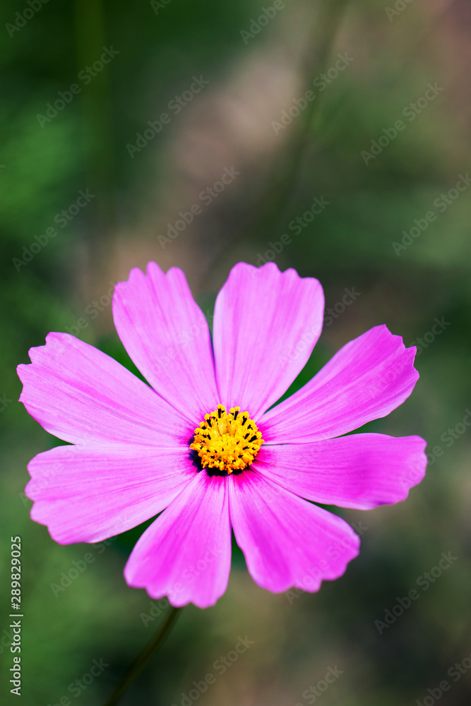 flower fied flower fied