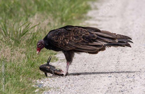 Canvas-taulu Turkey vulture eating a dead fish