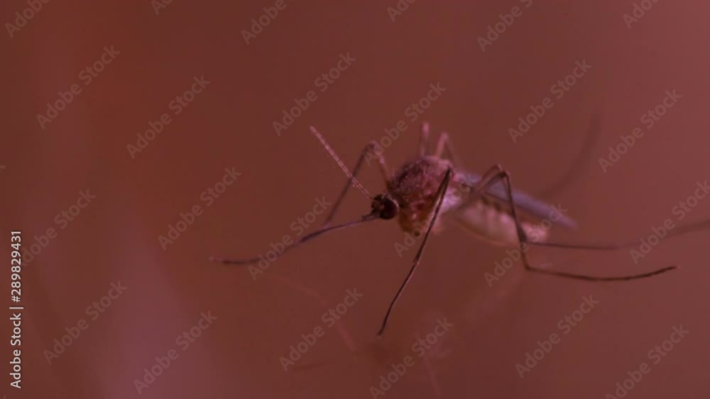 Play of Light on the Body of a Mosquito. The beam of the laboratory lamp moves slowly along the surface of the experimental mosquito Play of Light on the Body of a Mosquito. The beam of the laboratory lamp moves slowly along the surface of the experimental mosquito