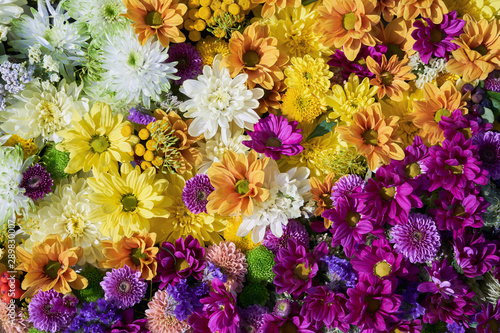 Autumnal flowers background. A carpet of colorful flowers. View from above. Holiday background.