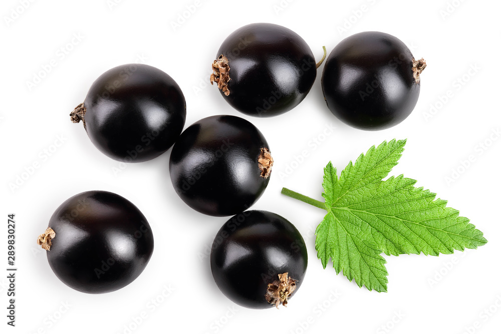 black currant with leaf isolated on white background. Top view. Flat lay pattern black currant with leaf isolated on white background. Top view. Flat lay pattern