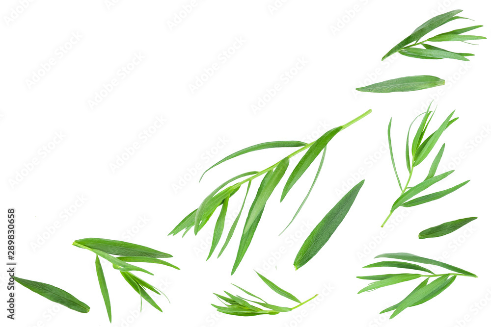 Naklejka premium tarragon or estragon isolated on white background with copy space for your text. Artemisia dracunculus. Top view. Flat lay