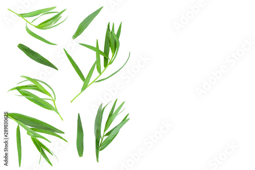 tarragon or estragon isolated on white background with copy space for your text. Artemisia dracunculus. Top view. Flat lay