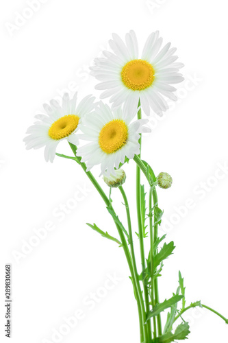 one chamomile or daisies with leaves isolated on white background © kolesnikovserg