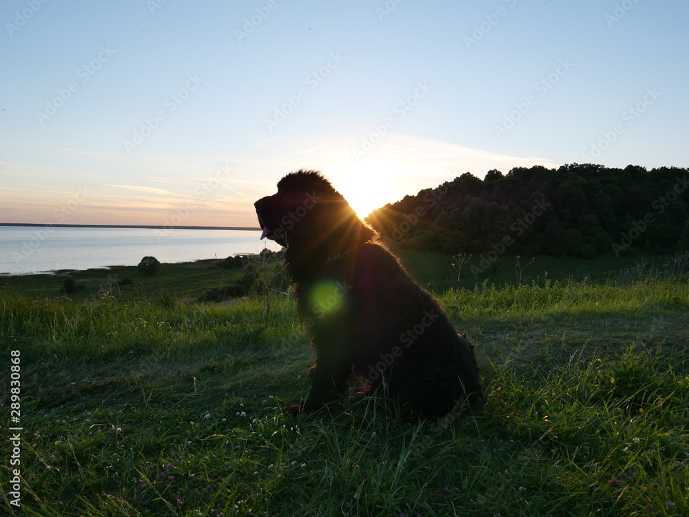 Fototapeta premium man with dog