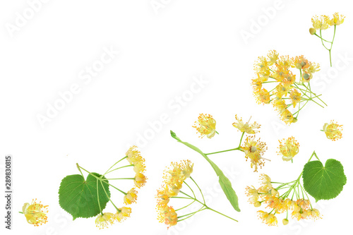 Linden flowers with leaf isolated on white background with copy space for your text, Top view. Flat lay. photo