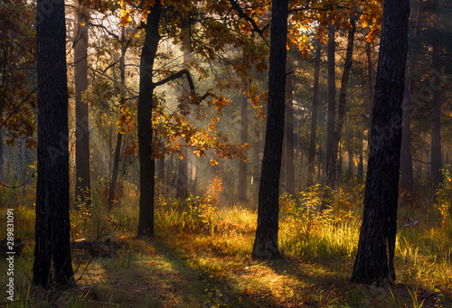 Forest. Good autumn morning. The sun s rays play in the branches of trees. Pleasant walk in the nature.