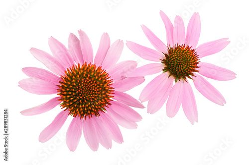 Coneflower or Echinacea purpurea isolated on white background, Top view. Flat lay.
