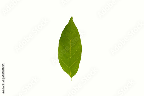Green leaf on white background.Cnidoscolus aconitifolius  commonly known as chaya or tree spinach.