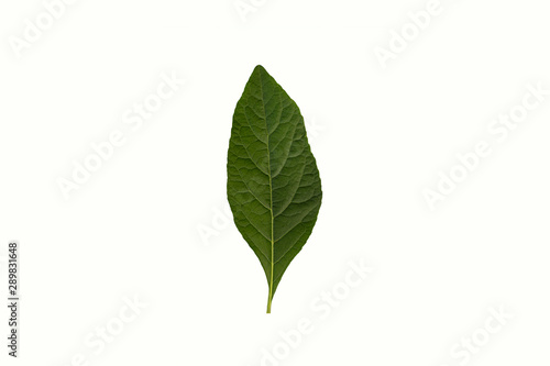 Green leaf on white background.Cnidoscolus aconitifolius  commonly known as chaya or tree spinach.