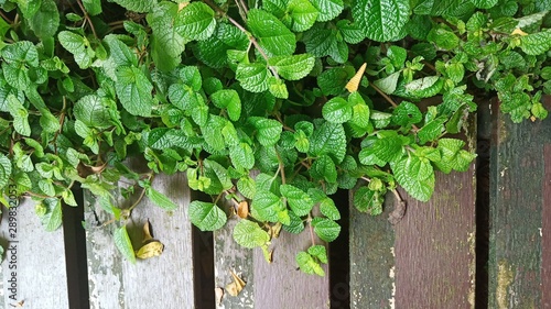 green ivy on the wall