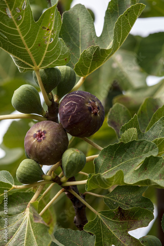 Tableau sur toile The fig tree fruit. Konavle. Dubrovnik
