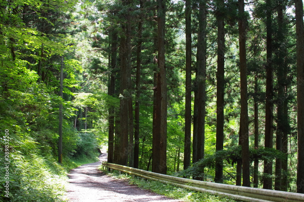 Obraz premium road in forest
