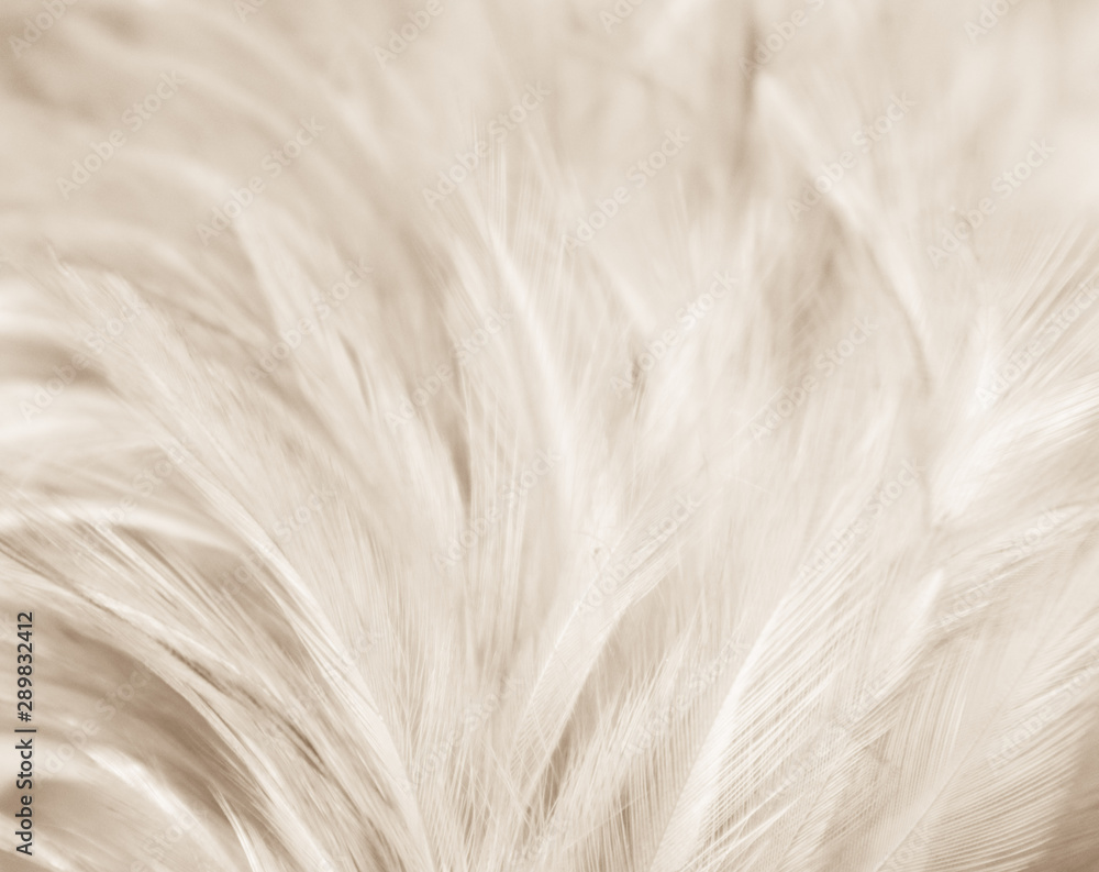 Beautiful abstract texture close up color black white and gold feathers on the white background and wallpaper Beautiful abstract texture close up color black white and gold feathers on the white background and wallpaper