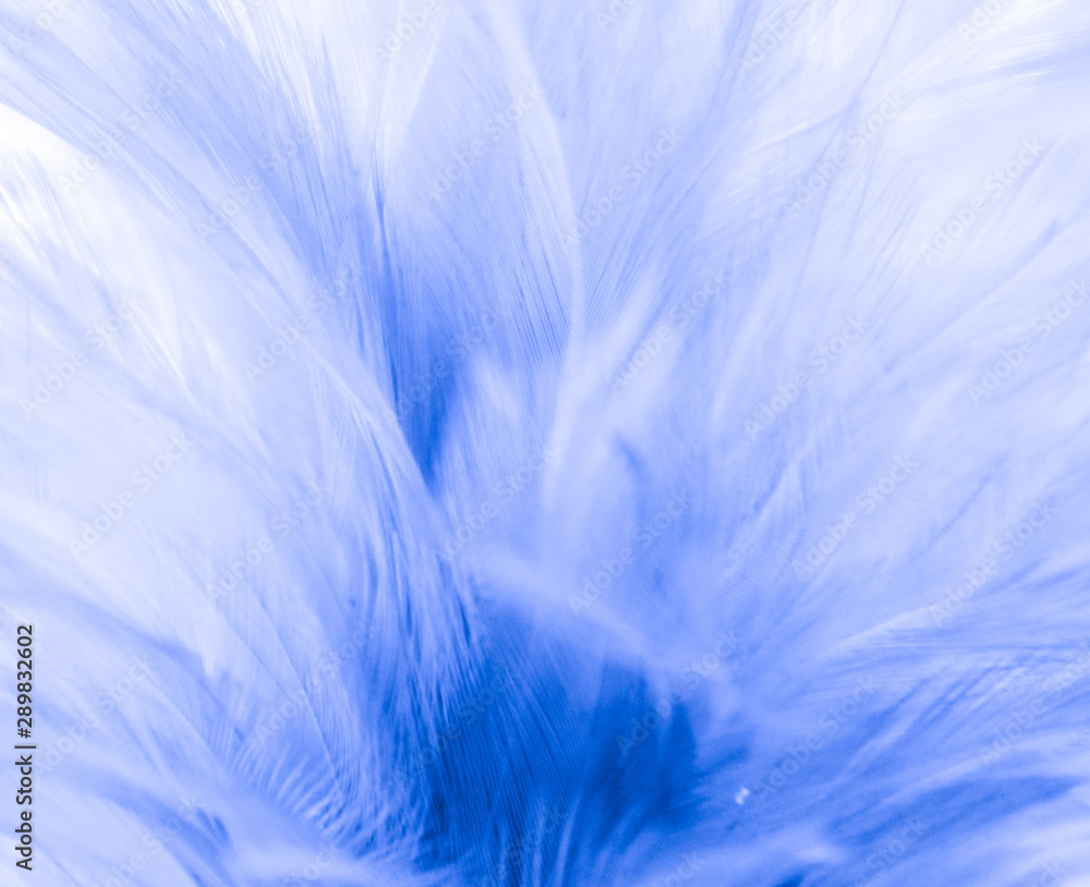 Fototapeta premium Beautiful abstract texture close up color white and blue feathers background and wallpaper
