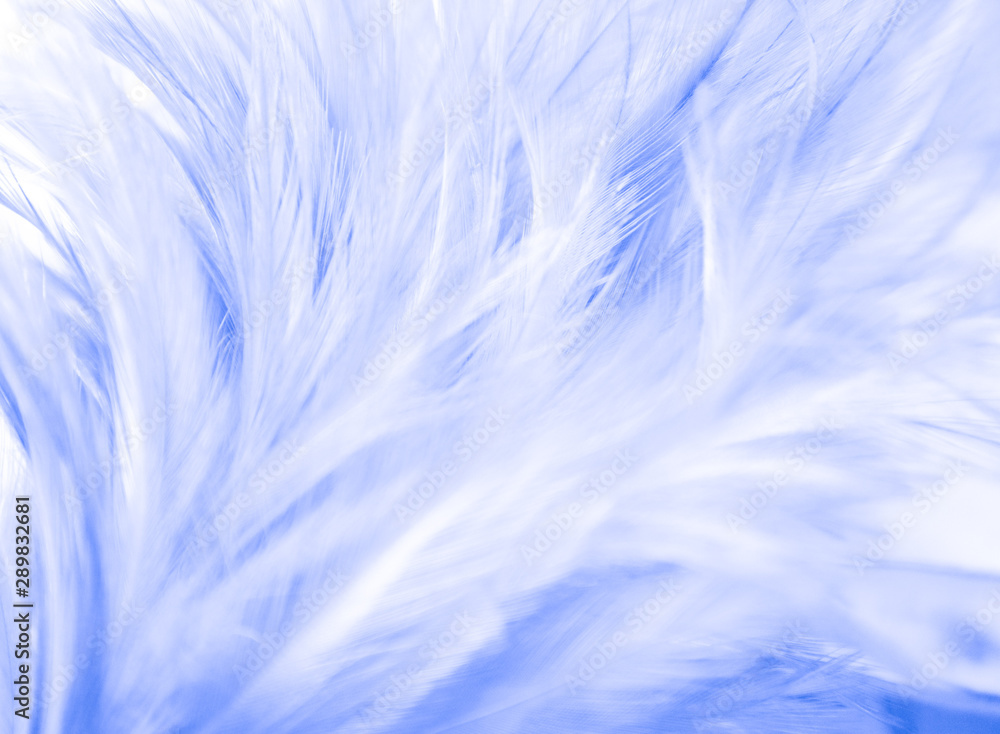 Obraz premium Beautiful abstract texture close up color white and blue feathers background and wallpaper