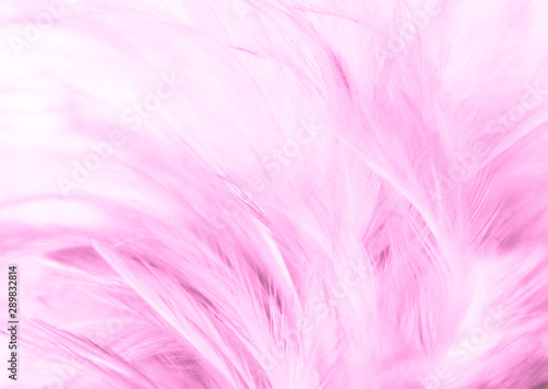 Beautiful abstract texture close up color white purple and pink feathers background and wallpaper