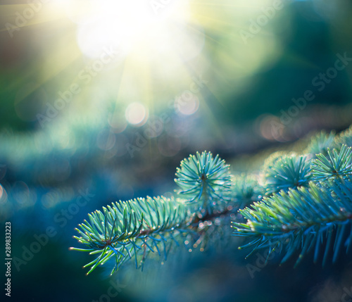 Blue Spruce growing in summer garden. Spruce outdoors, conifer needles close-up, nature. Sun flares. Garden design, gardening. Christmas tree