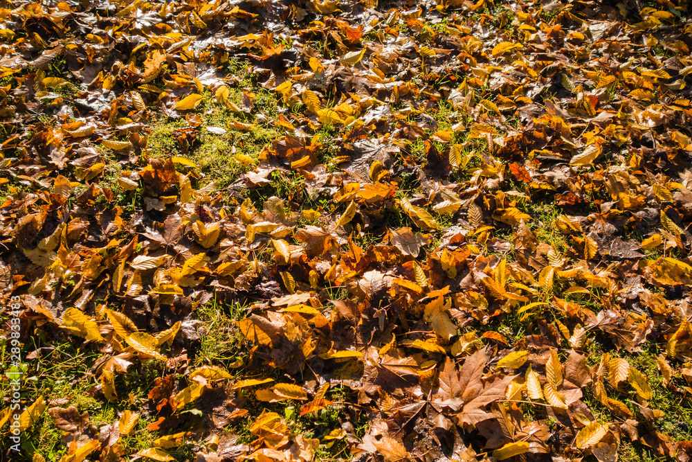 Blätterteppich Herbstlaub Herbst Blätterteppich Herbstlaub Herbst