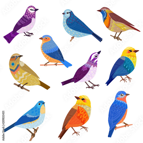 lovely collection fancy birds for your design