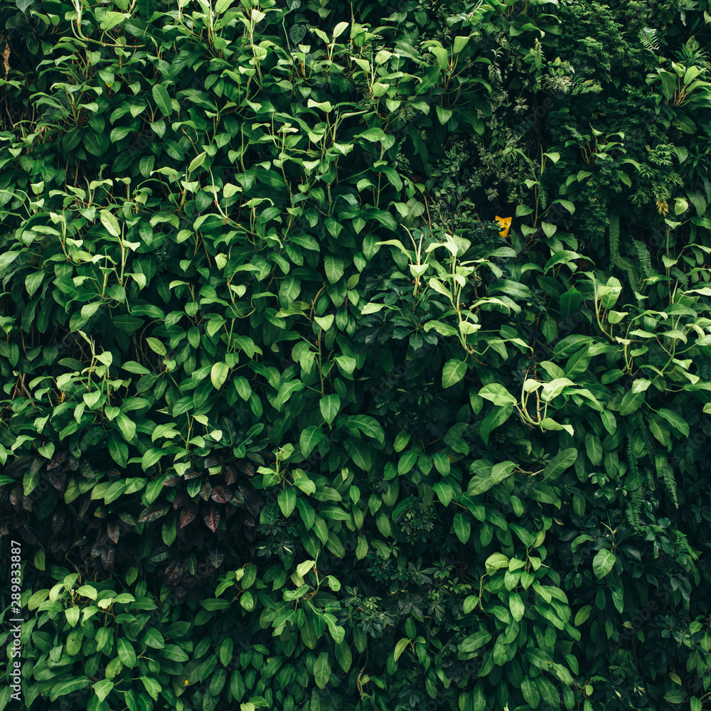 Nature background of vertical garden with green leaves Nature background of vertical garden with green leaves