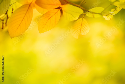 Close up view of leaf in autumn for nature background with copy space.