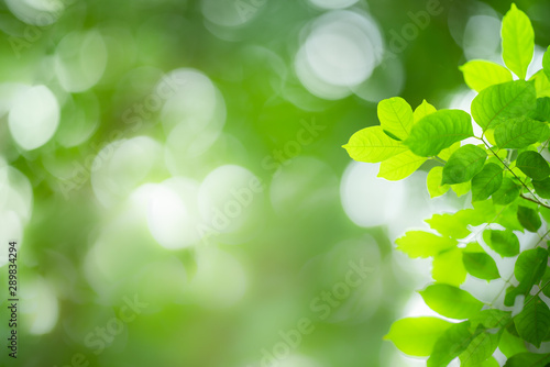 Green nature background.