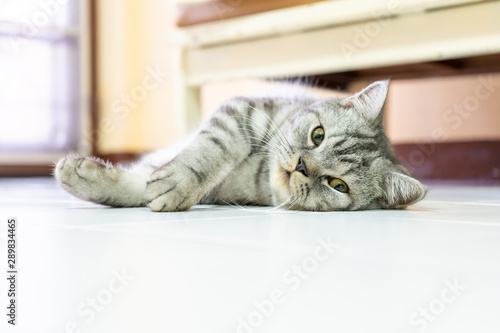 Cute american shorthair cat sleeping rest on the floor in the lazy time