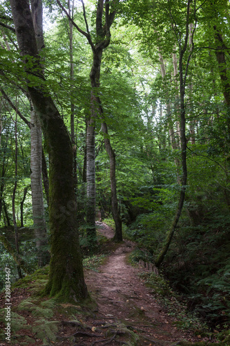 Bosque con camino en Asturias, España
