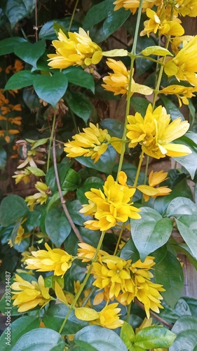 yellow flowers in the garden