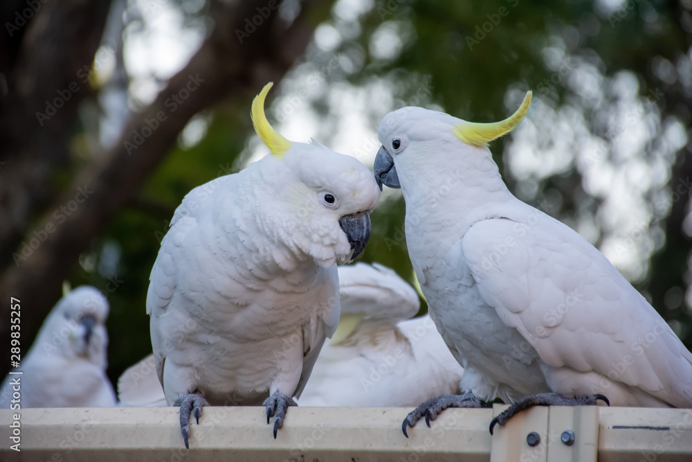 Sulphur-crested cockatoos flirting on a fence. Urban wildlife. Backyard visitors.