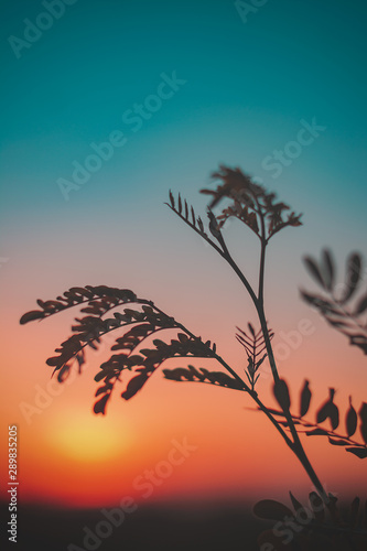 silhouette of a tree in sunset