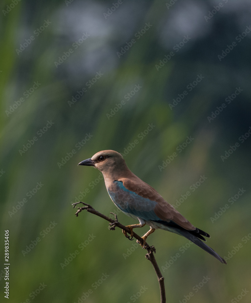 Eurasian Roller on tree perch