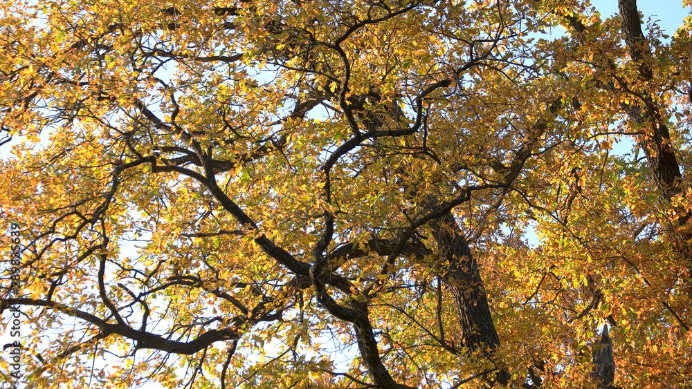 Close up of trees with fall color. Trees with colorful leaves and sunlight in autumn forest. Foliage texture in fall season. Close up of trees with fall color. Trees with colorful leaves and sunlight in autumn forest. Foliage texture in fall season.