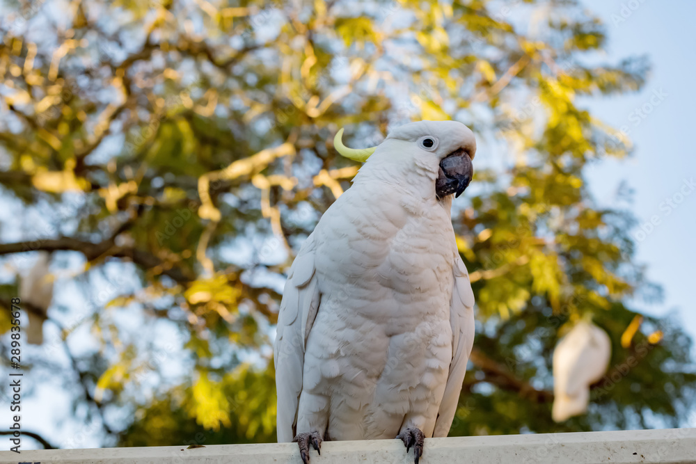 Sulphur-crested cockatoo seating on a fence. Urban wildlife. Australian backyard visitors Sulphur-crested cockatoo seating on a fence. Urban wildlife. Australian backyard visitors