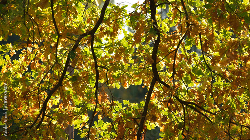 Close up of oak tree leaves. Autumn oak tree leaves in fall sunlight. Beautiful autumn foliage.