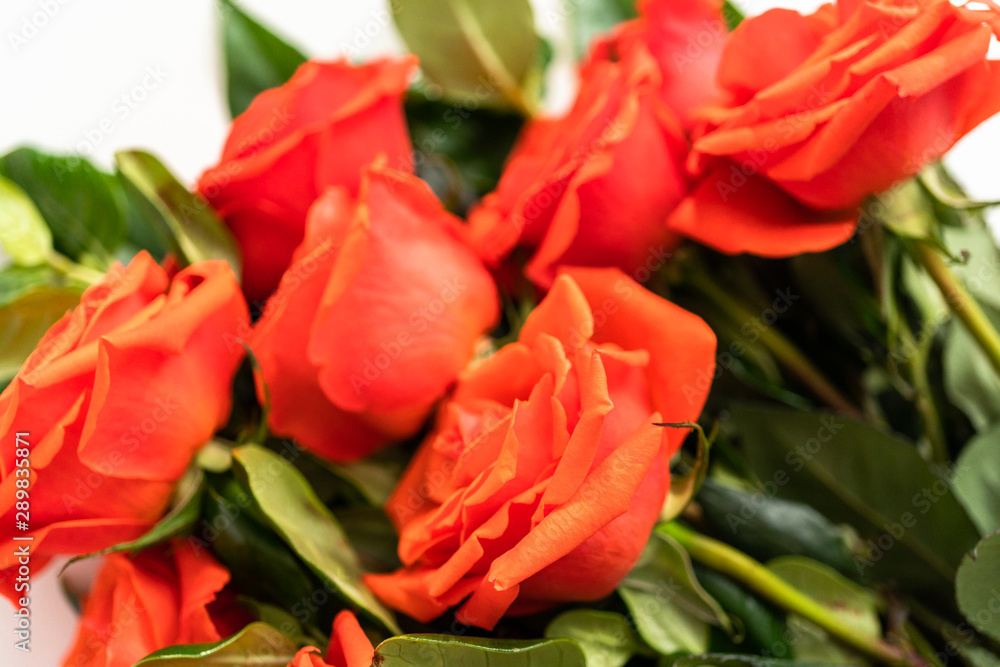 Red roses Red roses