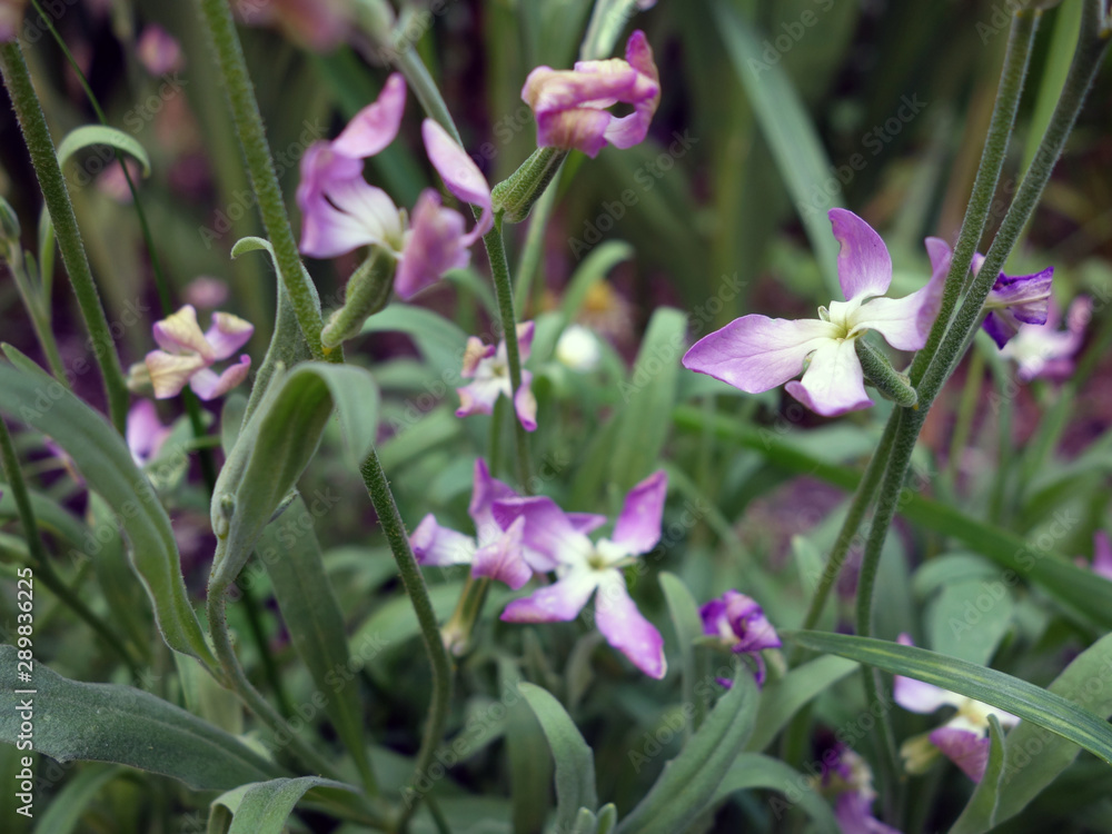 Beautiful purple flowers lesser butterfly-orchid, night flower 