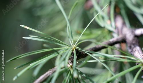 needles of a coniferous tree close-up