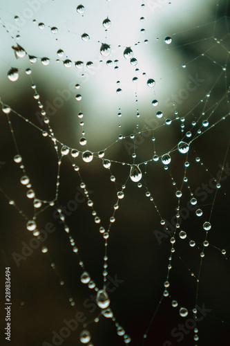 cobwebs in the dew